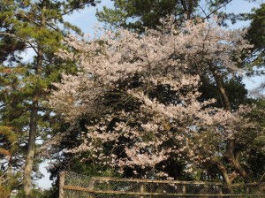 DSCN7525　小天橋グラウンド